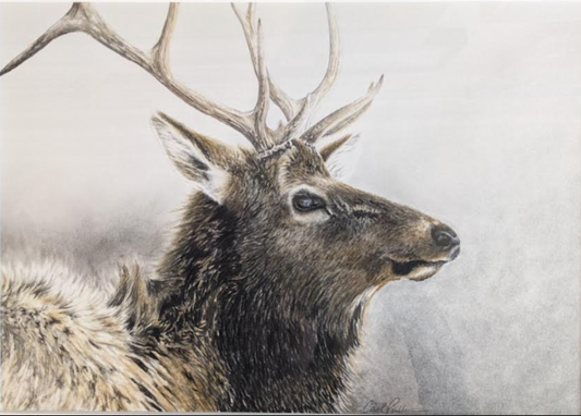 CarolP-Original Graphite-  "Young Elk Bull1" 17x21