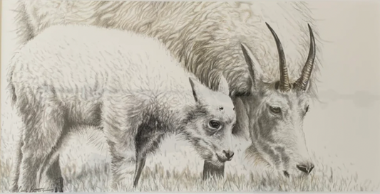 CarolP-Original Graphite-  "Mtn Goat Ewe w/ Kid" 14x22