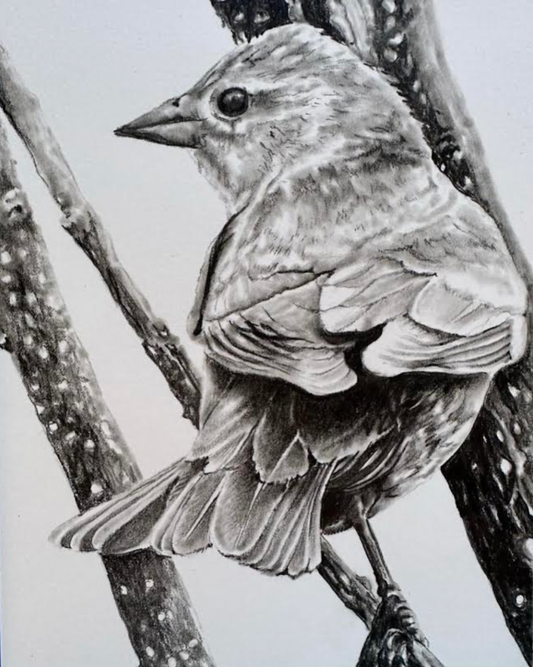 CarolP-Original Graphite-  "Bird on Willows" 22x12