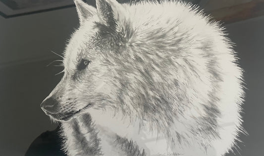 CarolP-Original Graphite-  "White Wolf Turning to Look" 25x13