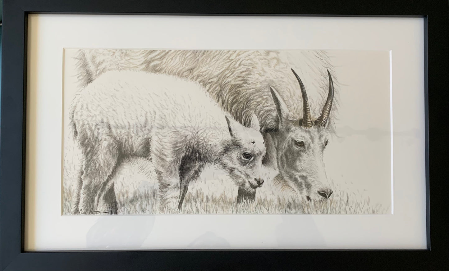 CarolP-Original Graphite