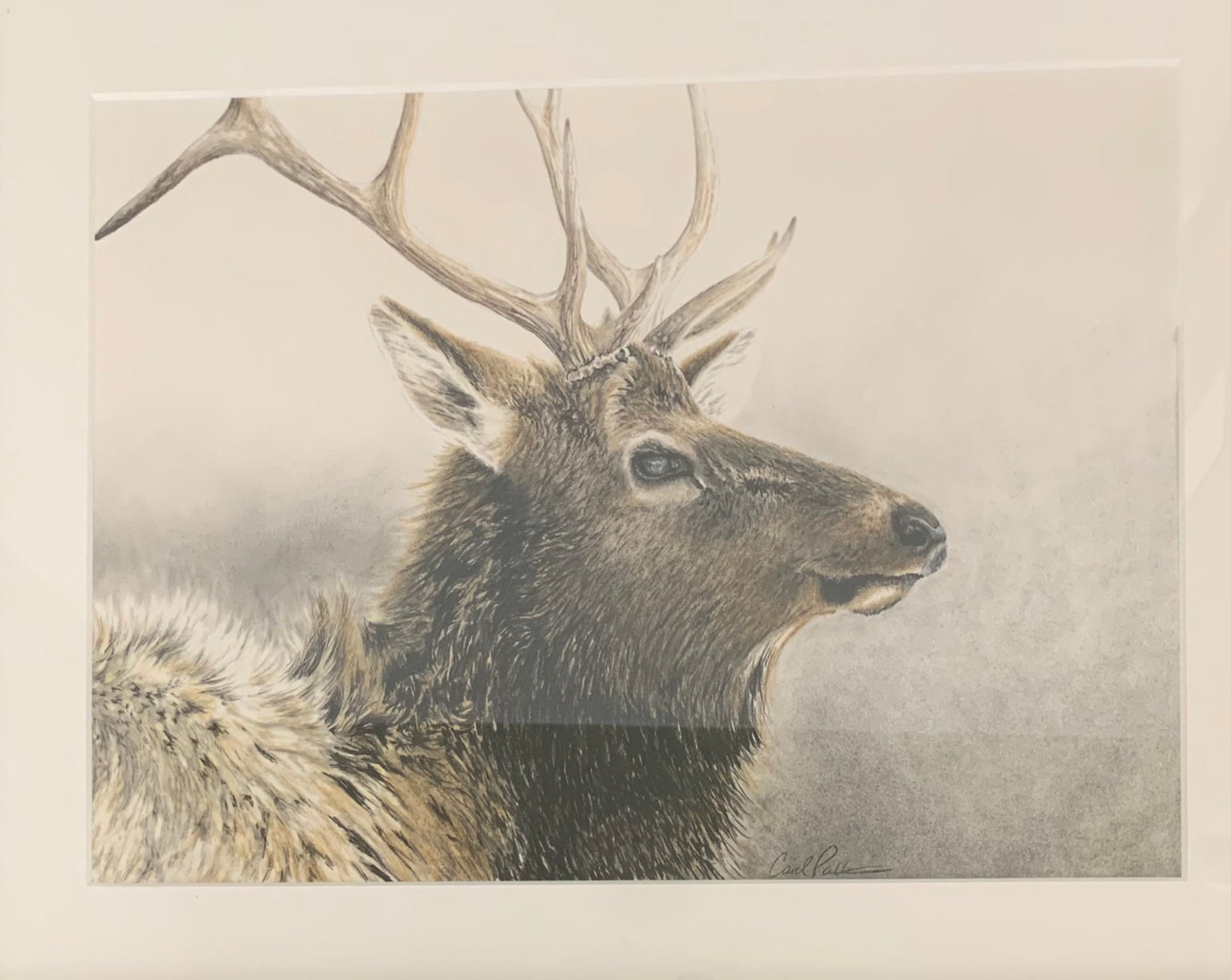 CarolP-Original Graphite