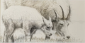'Mountain Goat Ewe with Kid' 14x22"