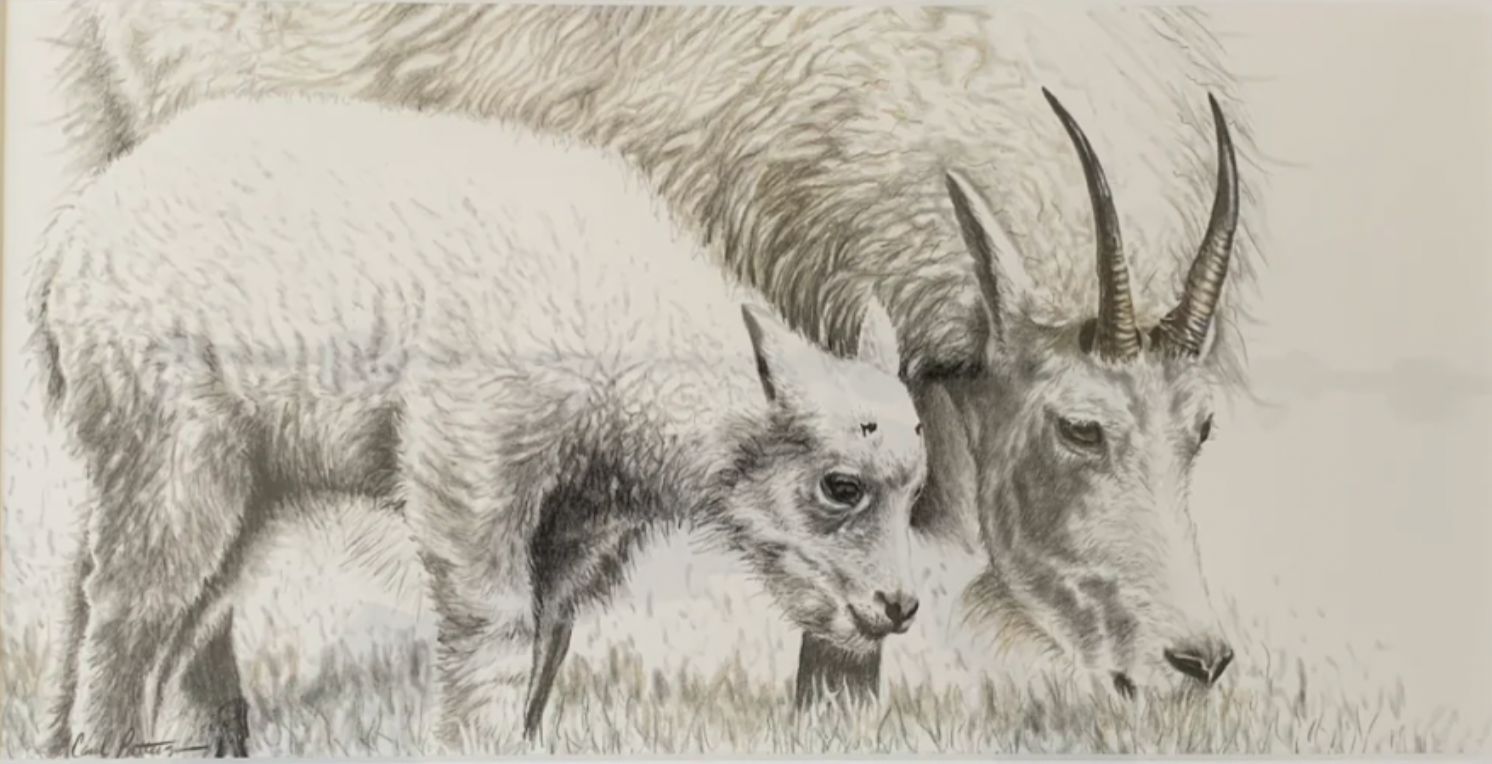 'Mountain Goat Ewe with Kid' 14x22"