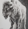 'Griz Walking in Snow' 20x10.5"