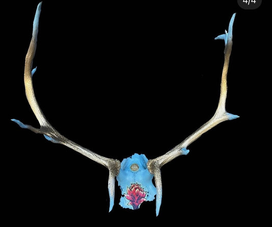 CathyB- "Untitled"- Bull Elk Skull