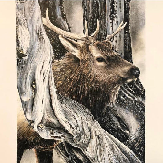 CarolP-Original Graphite-"Young Bull Elk" 14x18.5